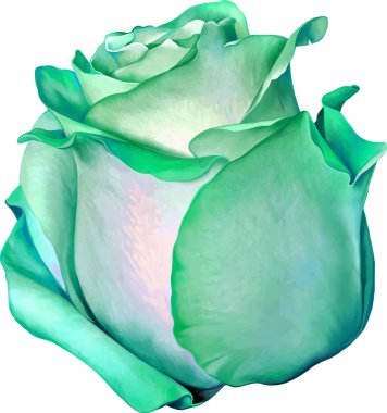 Yeşil güzel gül bud 