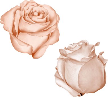 Güzel turuncu gül çiçek    