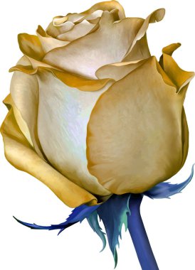 Sarı güzel gül bud 