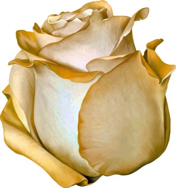 Sarı güzel gül bud 