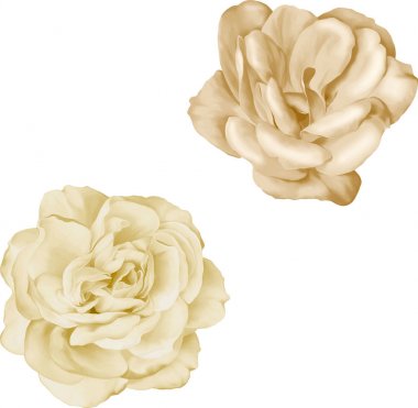 Kamelya çiçeği ve güzel gül çiçek 