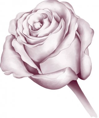 Gül çiçeği tomurcuk 