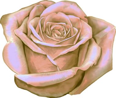 Gül çiçeği tomurcuk 