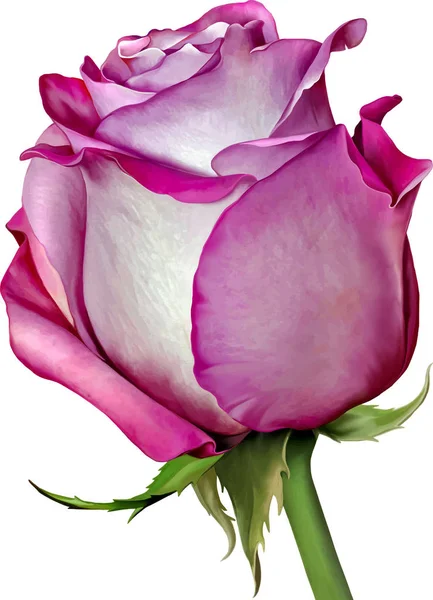 Рожевий красивий трояндовий бутон — стокове фото