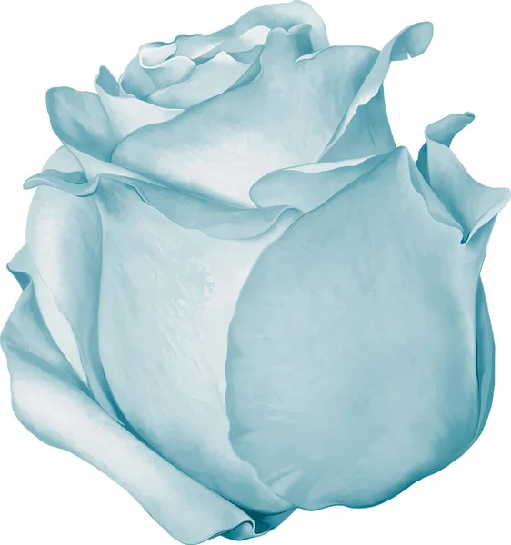 Beautiful blue Rose Flower — Stock Photo, Image