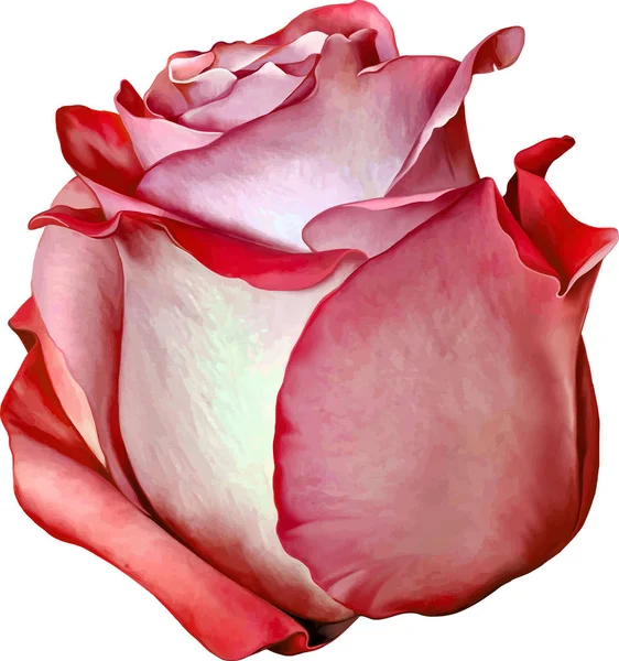 Rosa hermoso brote de rosa — Foto de Stock