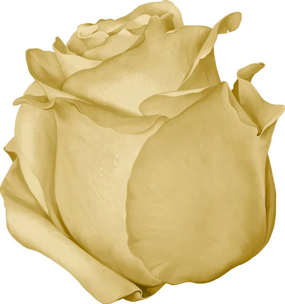 美しい黄色のバラの花 — ストック写真