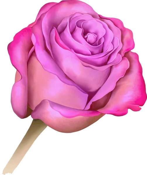 Gemme di fiori di rosa — Foto Stock