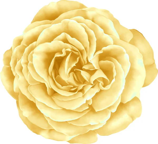 Gül çiçeği tomurcuk 