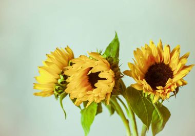 güzel sarı ayçiçeği 