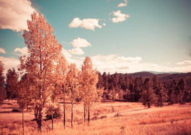 dağlar ve sarı dönüm kavak ağaçları ile sonbahar manzara