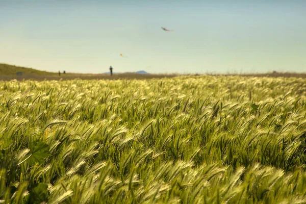 Groen Grasveld Met Mensen Spelen Met Kite Achtergrond — Stockfoto