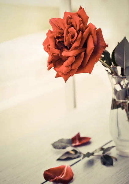 도 서에 빨간 장미 — 스톡 사진