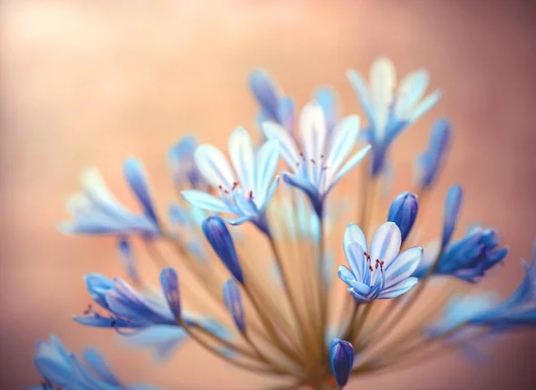 Flores azules con sol — Foto de Stock