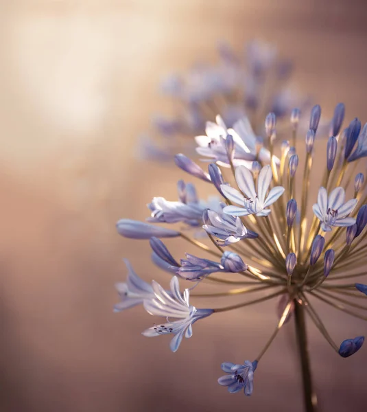 蓝色的花朵与阳光 — 图库照片