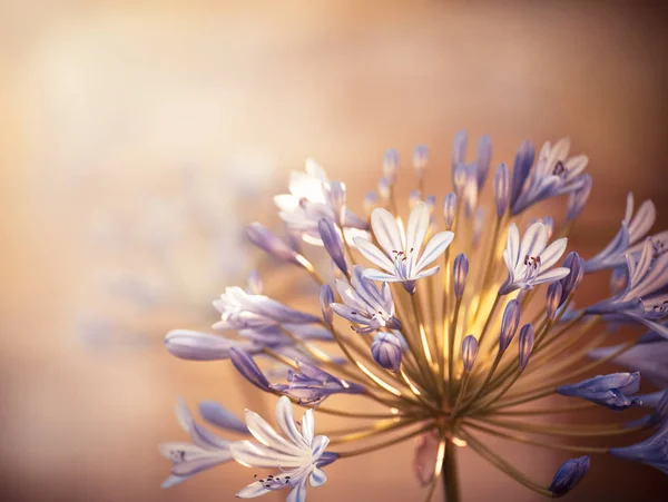 Güneş ışığı ile mavi çiçekler — Stok fotoğraf
