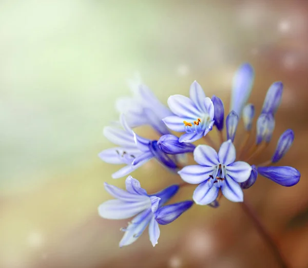 Blue flowers with sunshine — Stock Photo, Image