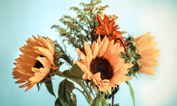 Schöne gelbe Sonnenblumen — Stockfoto