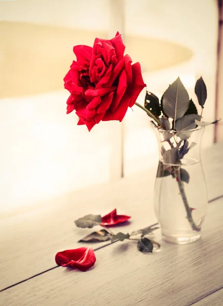 Rosa roja en el libro — Foto de Stock