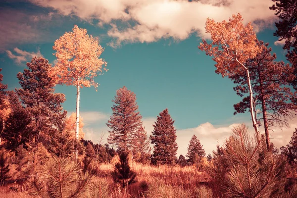 Autumn landscape with aspen trees — Stock Photo, Image