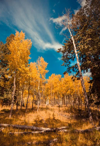 Herbstlandschaft mit Espen — Stockfoto