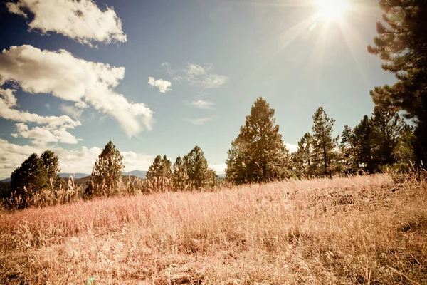 Sonbaharda sarı ağaçlar 