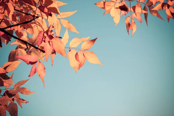 노란 잎 자세한 나뭇가지 — 스톡 사진