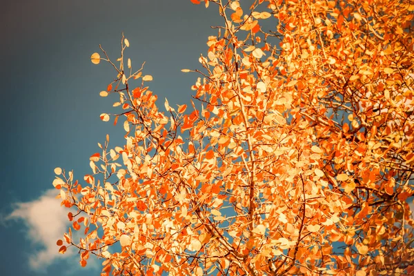 पीले पत्तियों के साथ विस्तृत वृक्ष शाखाओं — स्टॉक फ़ोटो, इमेज