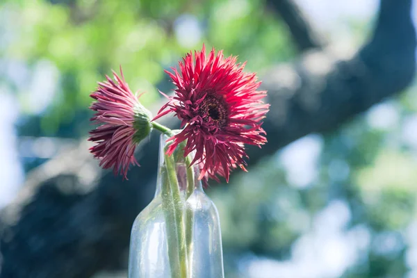 Gerbera virágok vázában — Stock Fotó