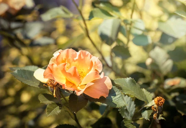 Rosa com folhas verdes — Fotografia de Stock
