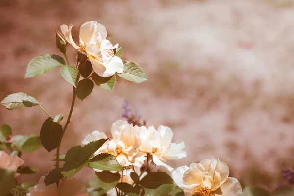 Růže se zelenými listy — Stock fotografie