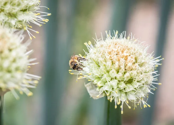 Pszczoła na kwiat biały cebula — Zdjęcie stockowe