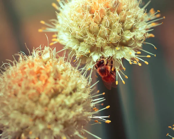 Bee on white onion flower — Stock Photo, Image