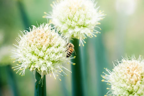 Bee on white onion flower — Stock Photo, Image