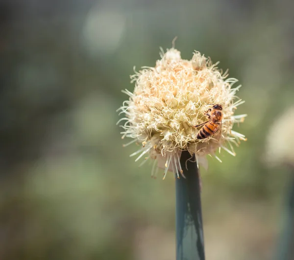 Méhecske Virág fehér hagyma — Stock Fotó