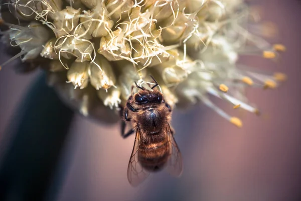 Bee on white onion flower — Stock Photo, Image