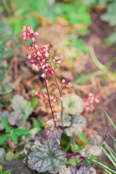 Achtergrond met Lentebloemen — Stockfoto