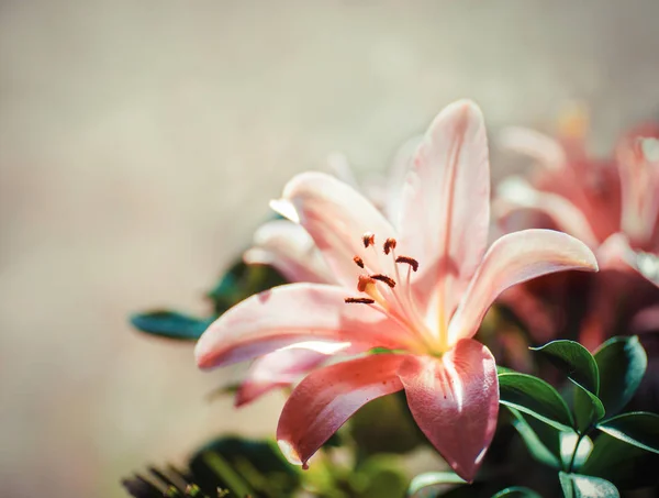 Rosa Lilienblüten — Stockfoto