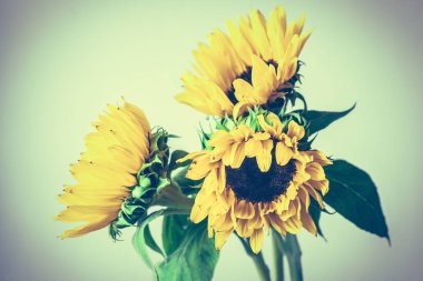 güzel renkli çiçekler