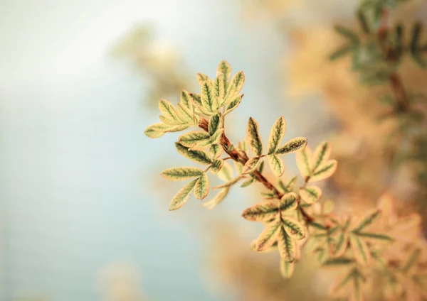 Ayrıntılı ağaç dalları sarı yaprakları ile — Stok fotoğraf