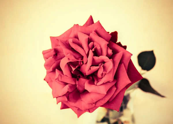 Красная роза на книге — стоковое фото