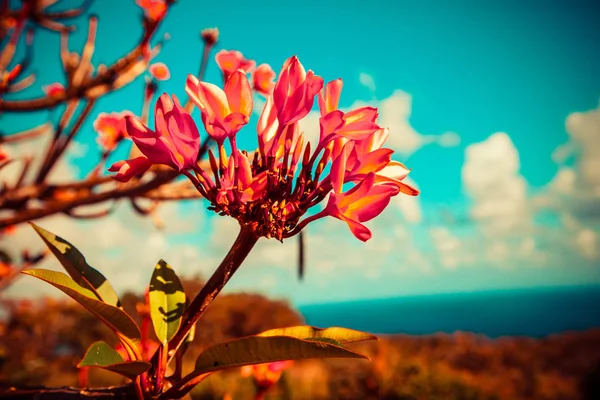 美しい色とりどりの花 — ストック写真