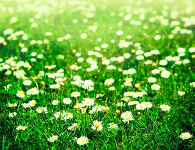 Yeşil çim beyaz papatya çiçeği ile 