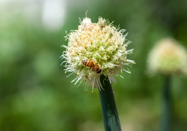 Bee on white onion flower — Stock Photo, Image