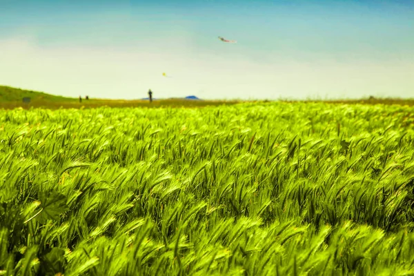 緑の牧草畑の背景に凧で遊んでの人々 — ストック写真