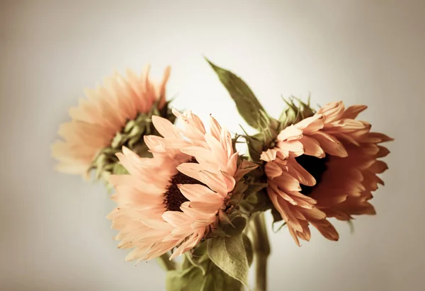 Hermosos girasoles amarillos — Foto de Stock