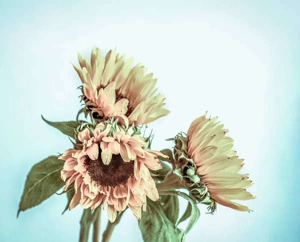 güzel sarı ayçiçeği