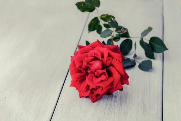 Hermosa Rosa Roja Sobre Mesa Madera Concepto Día San Valentín —  Fotos de Stock