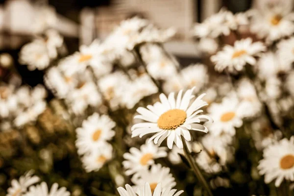 Grönt gräs och kamomill blommor — Stockfoto