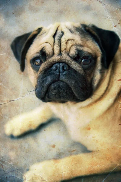 Beautiful Pug Puppy Looking Camera — Stock Photo, Image